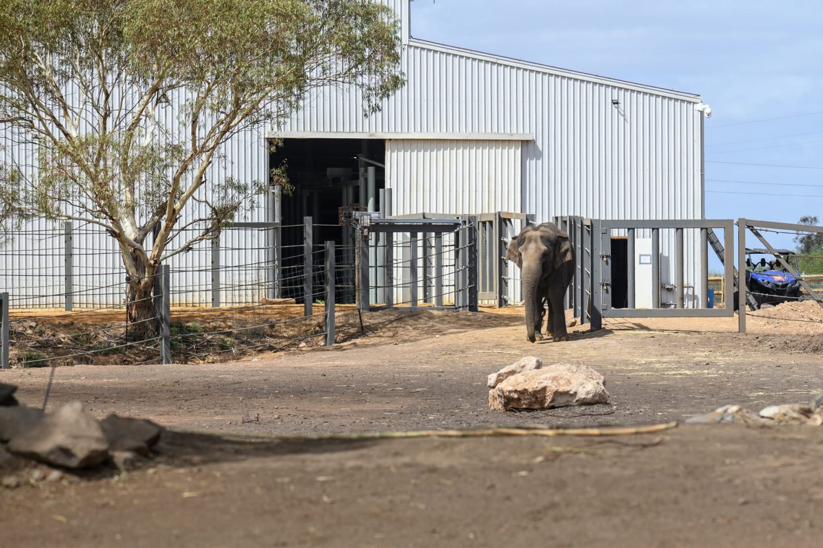 Asian elephant ‘Permai’