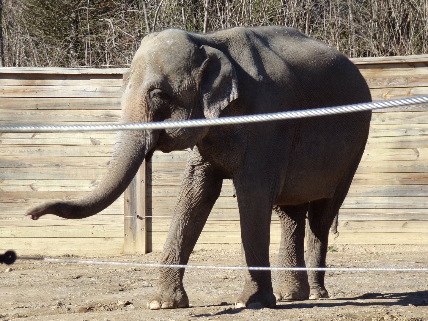 Asian Elephant, Phoebe (Matriarch)