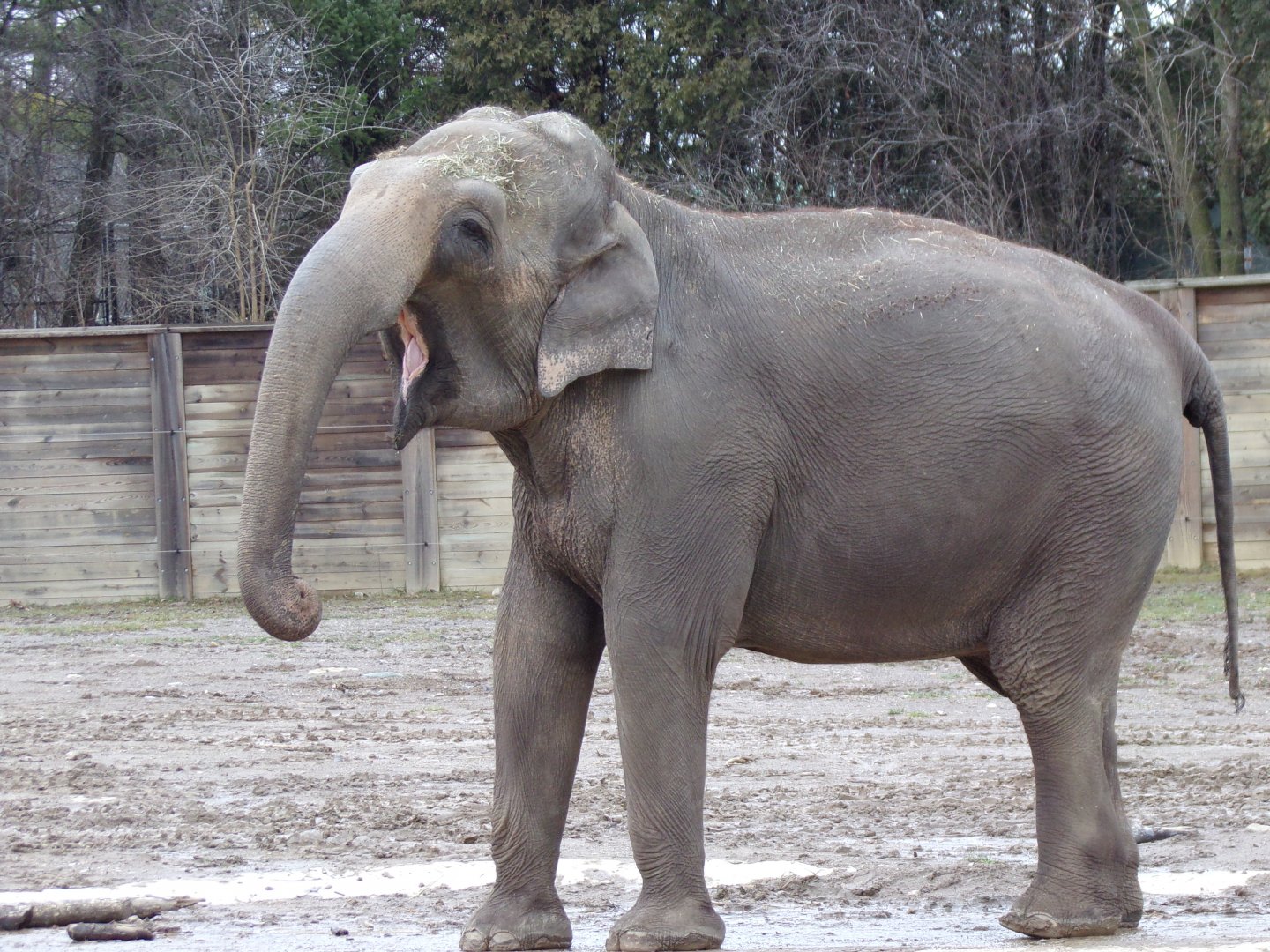 Asian Elephant, Phoebe