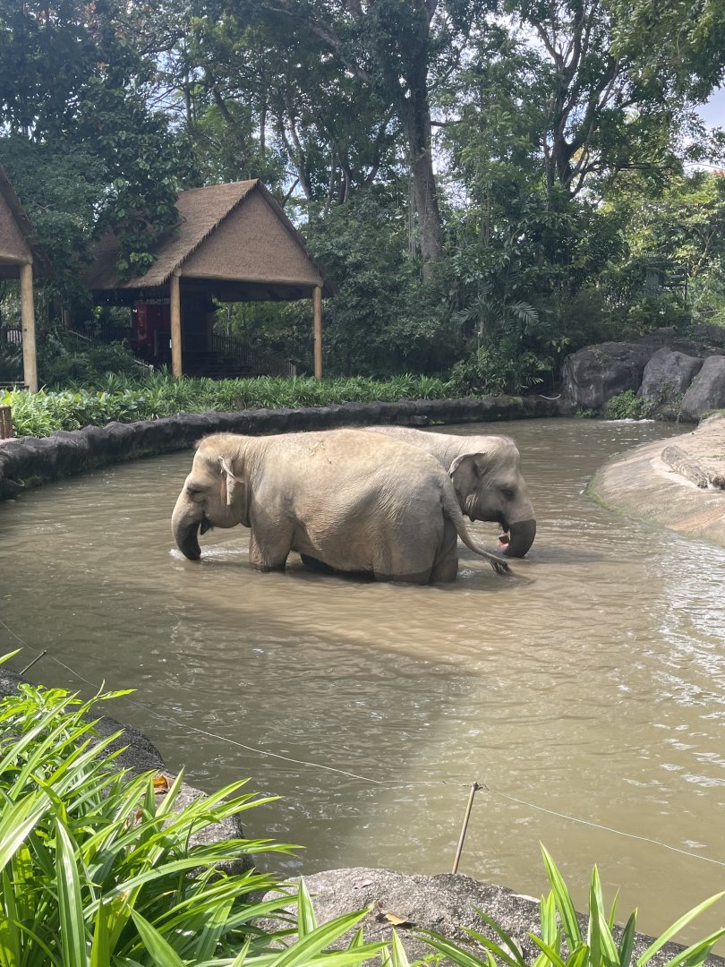 Asian Elephant play the water in Elephant of Asia , Singapore Zoo