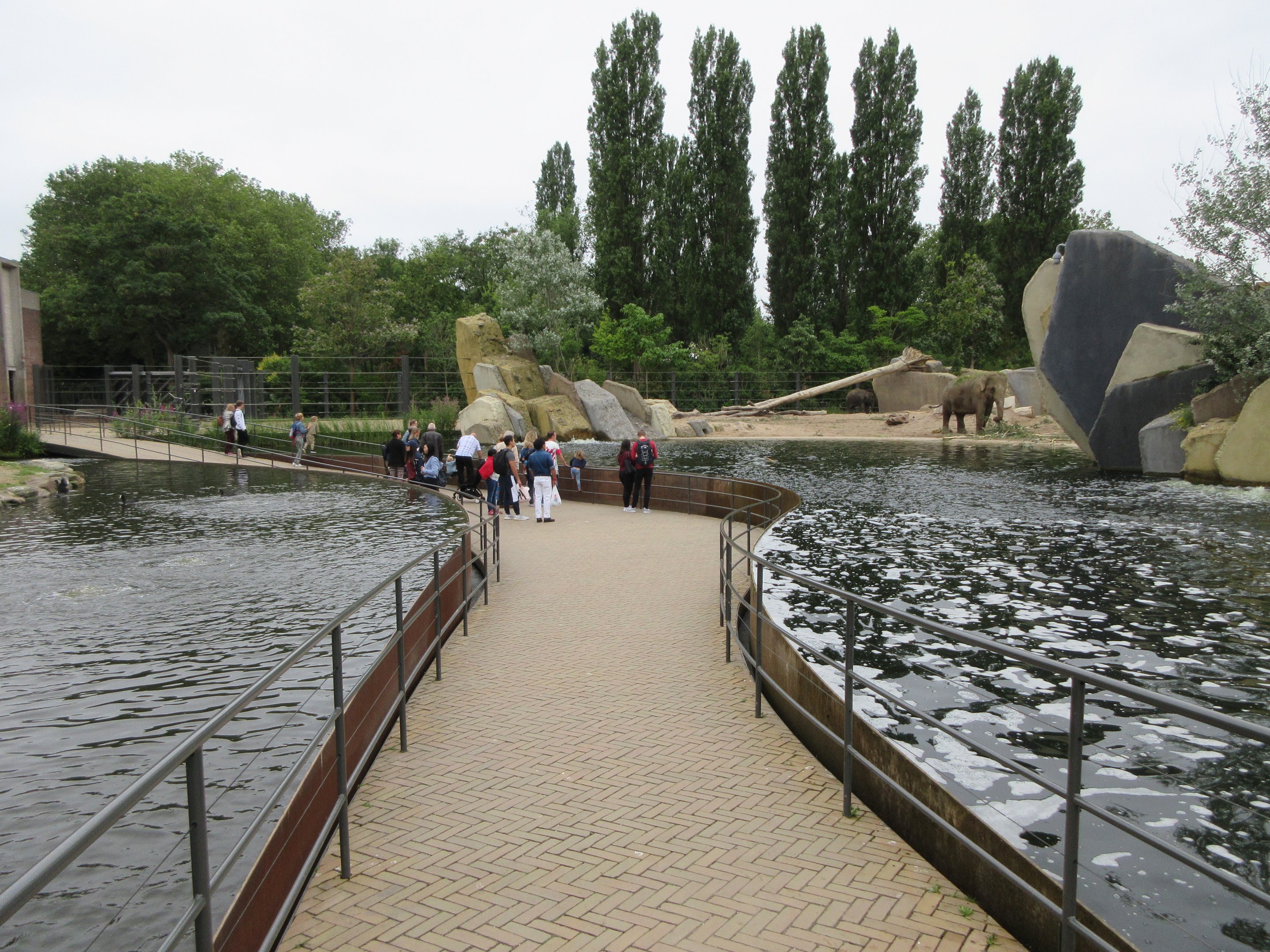 Asian Elephant Pool - innovative design