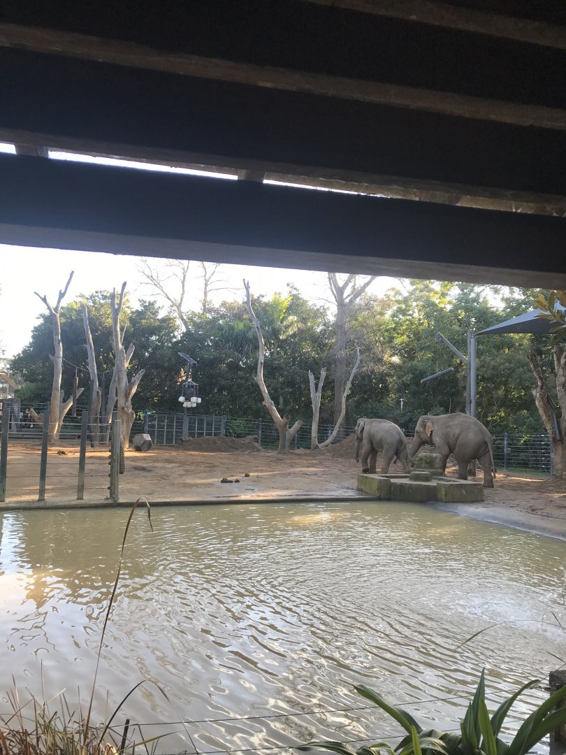 Asian Elephant Pool Paddock