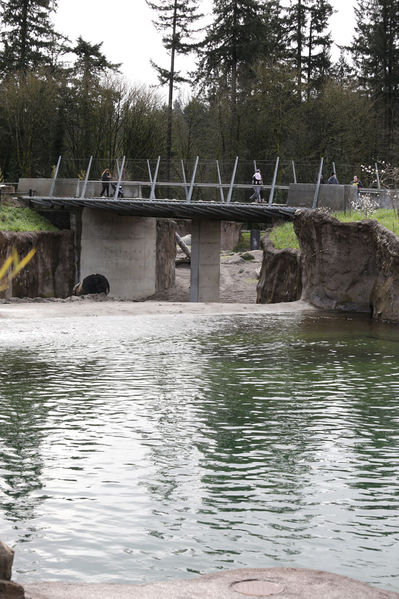 Asian elephant pool (with bridge to indoor area)