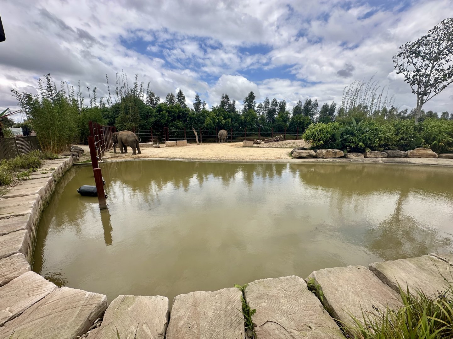 Asian Elephant Pool
