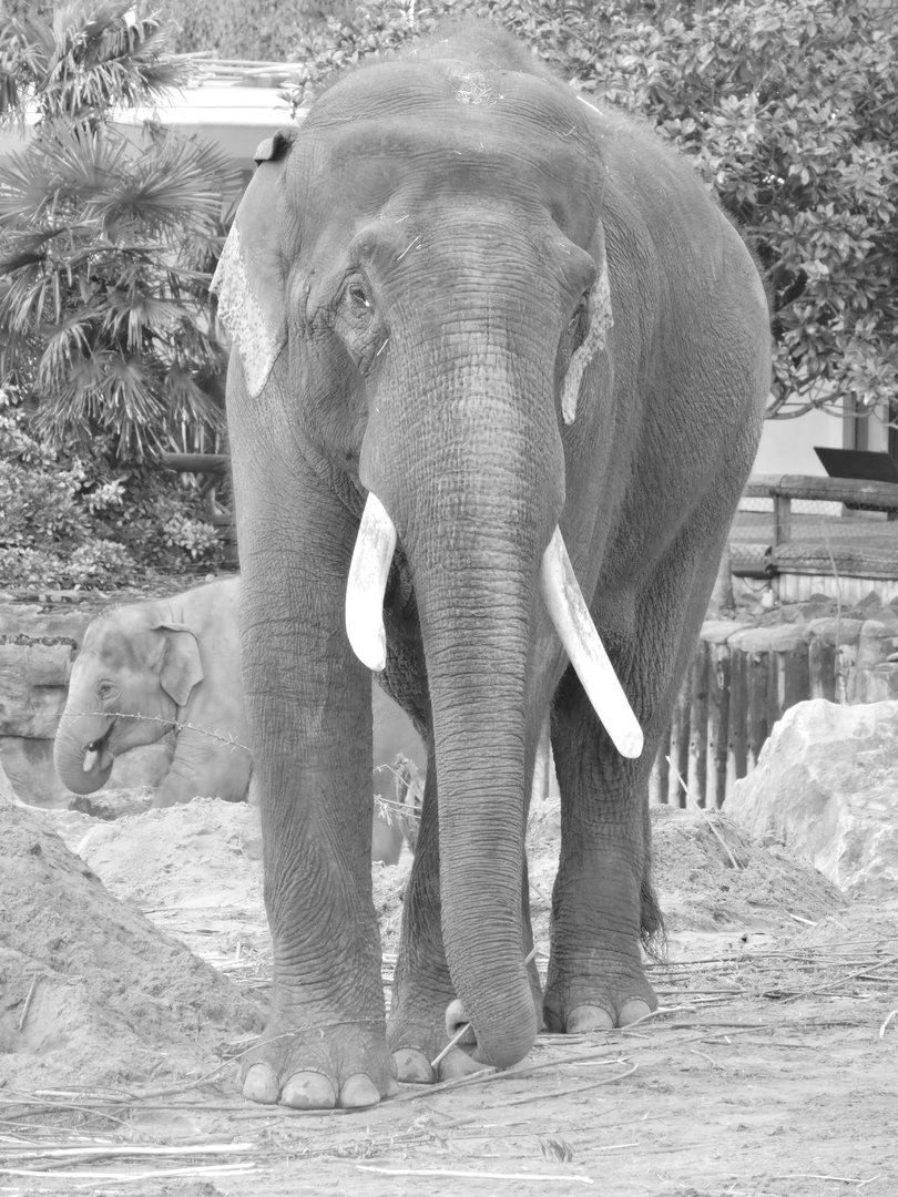 Asian Elephant Portrait