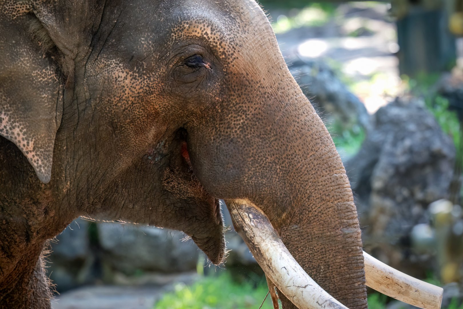 Asian elephant 'Putra Mas'