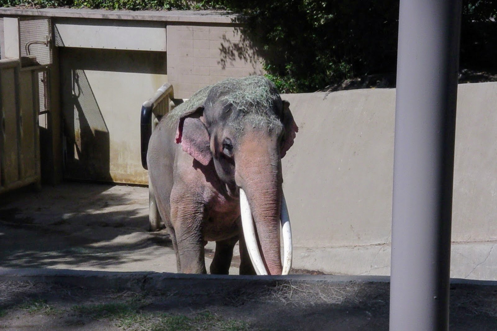 Asian Elephant - Ranchipur