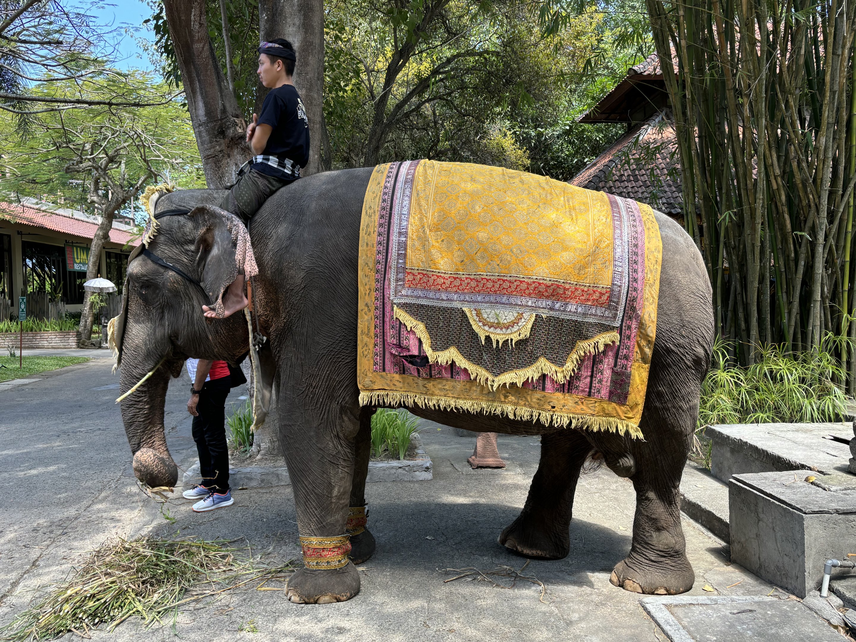 Asian Elephant - randomly walking around the zoo