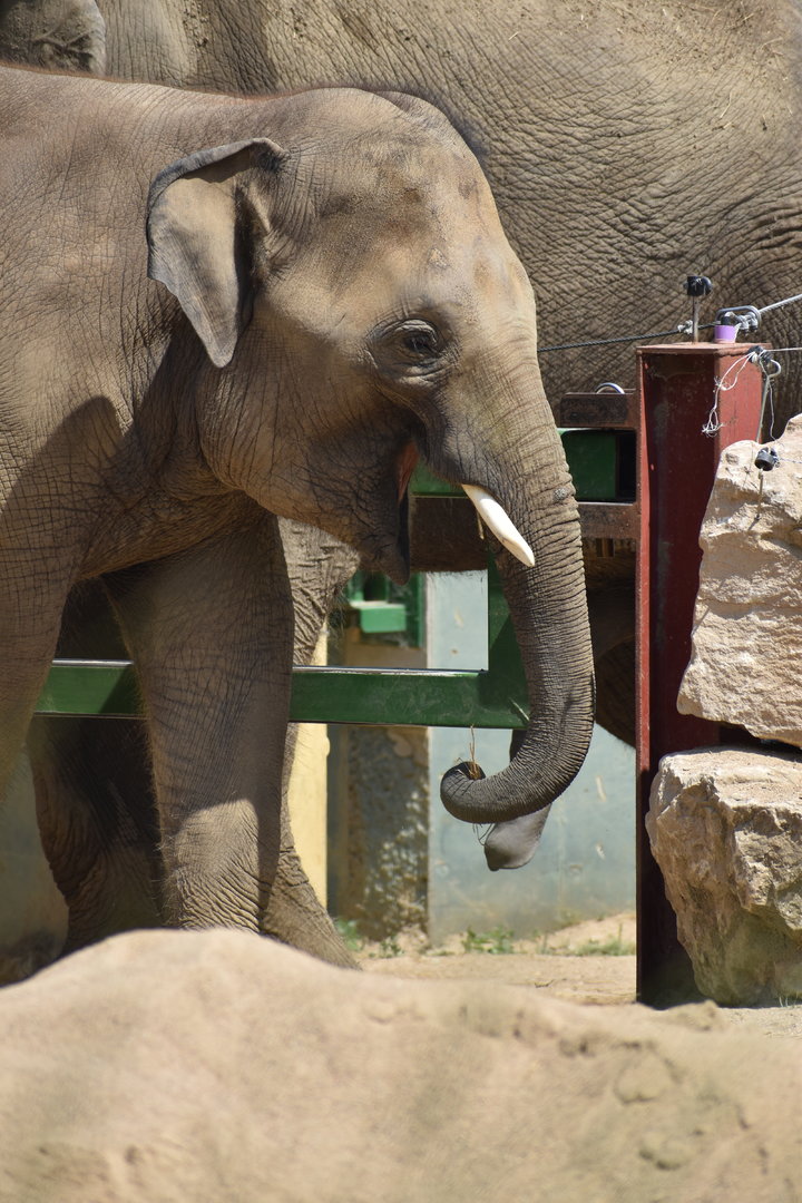 Asian Elephant "Ravi" - Elephas maximus