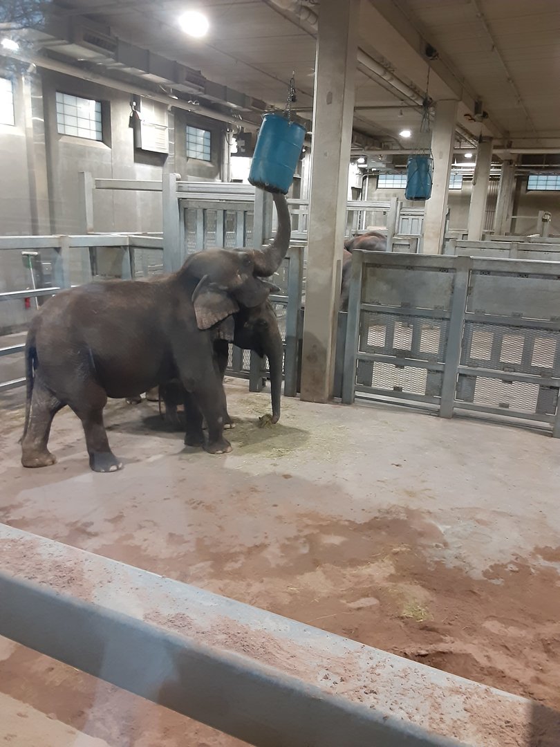 Asian Elephant Reaching for Hay Barrel