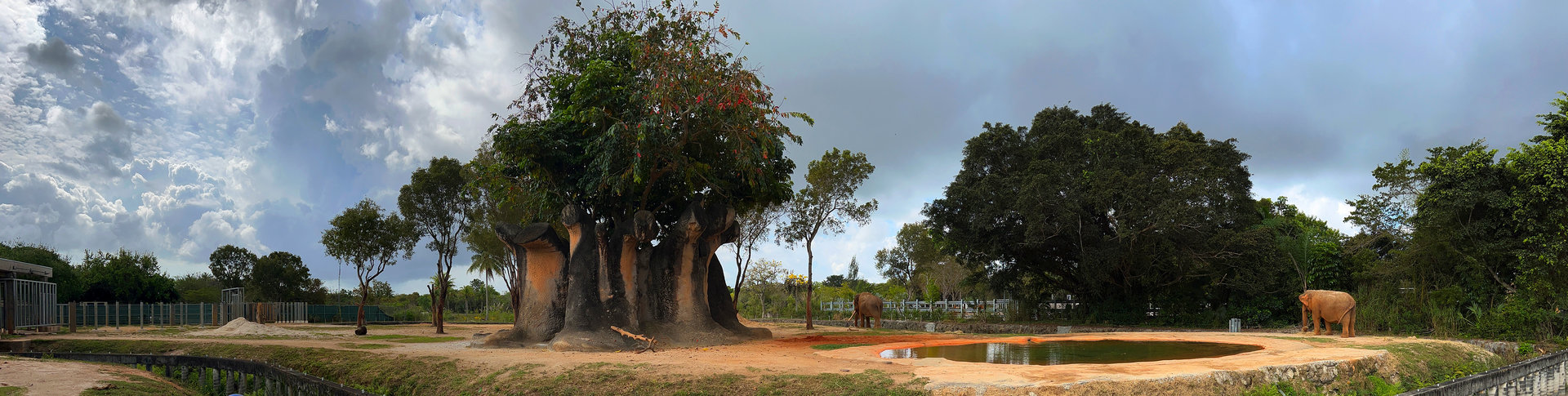 Asian Elephant Rear Exhibit