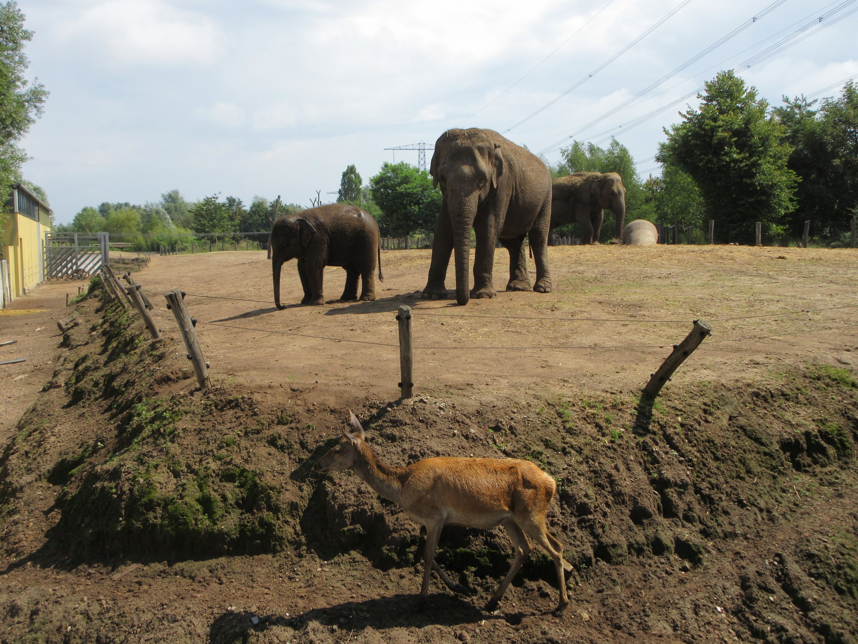 Asian Elephant/Red Deer/Chital/Crab-eating Macaque Exhibit
