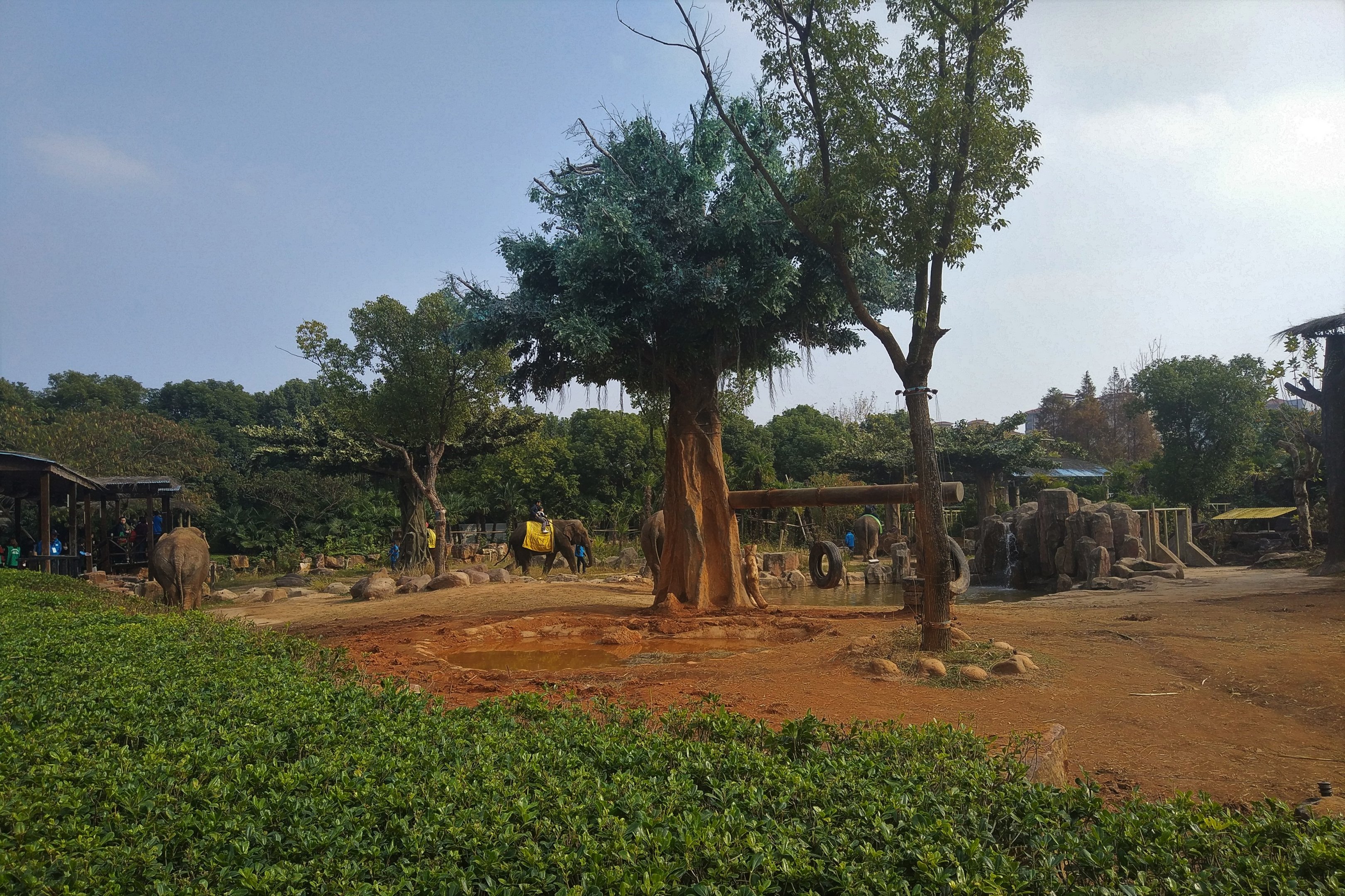 Asian Elephant Rides