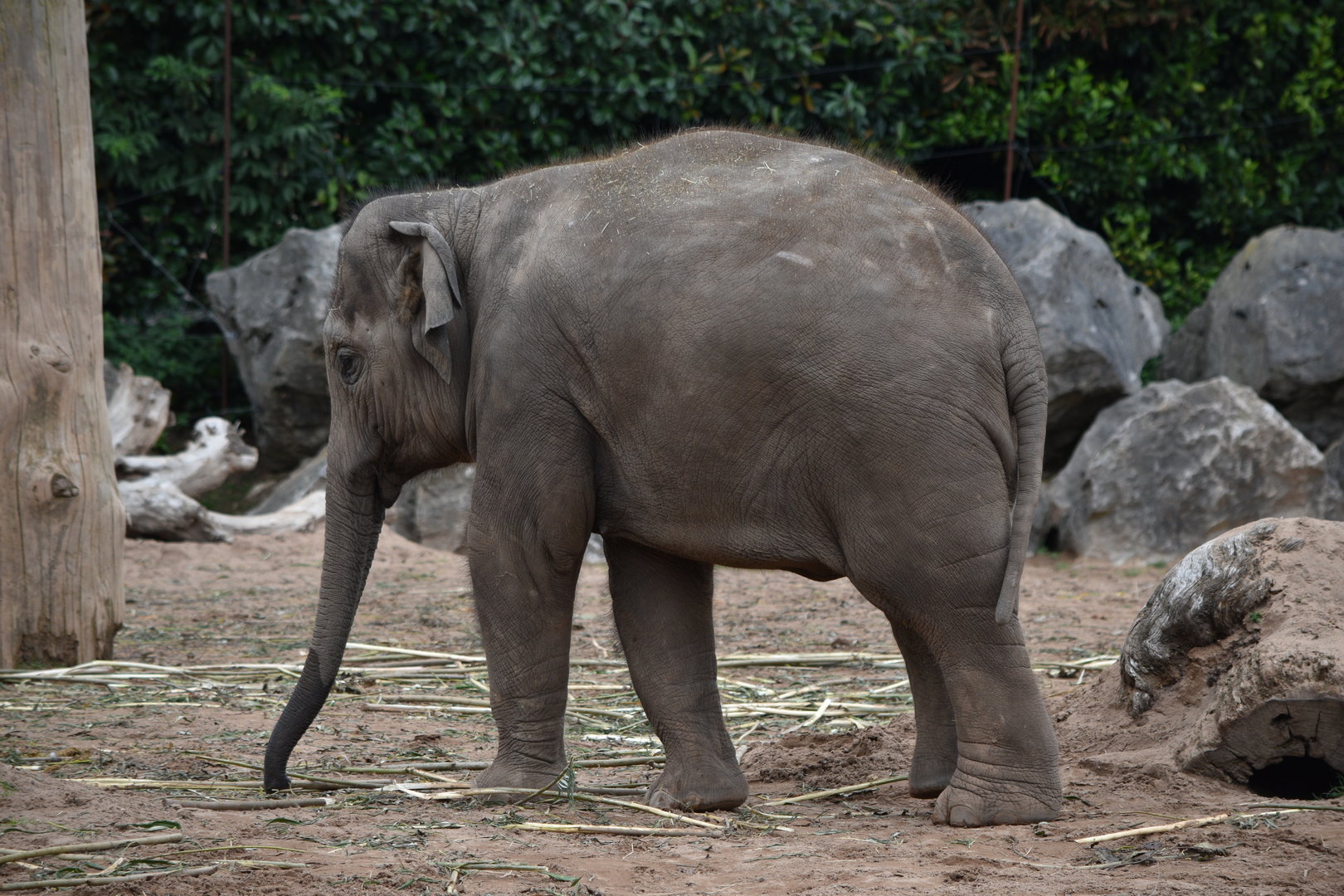 Asian Elephant - Riva