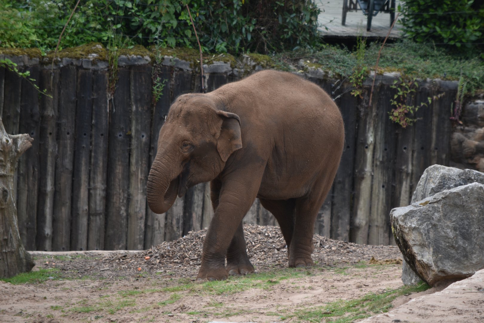 Asian elephant "Riva"