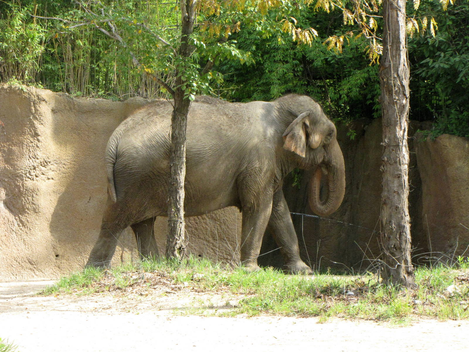 Asian Elephant - Rivers Edge