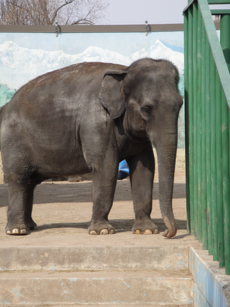 Asian Elephant - Romani