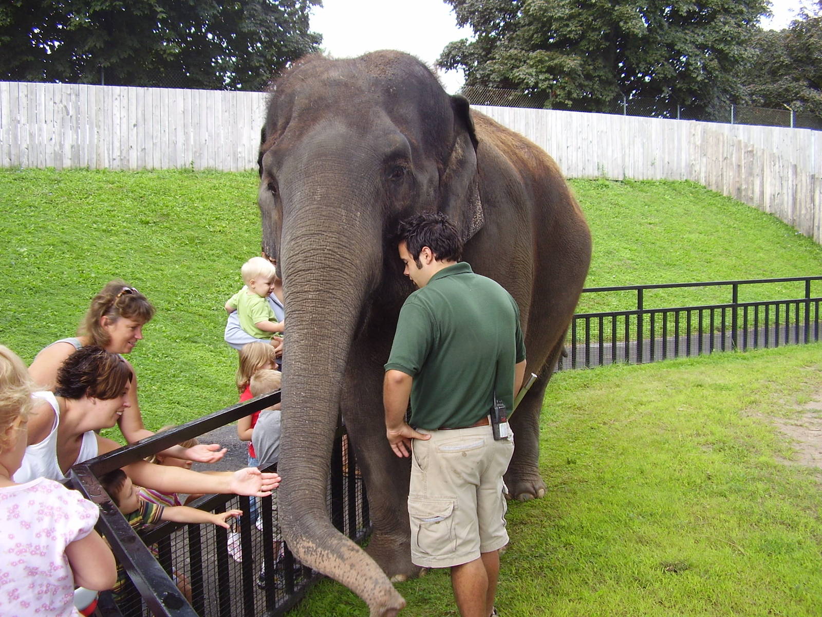 Asian Elephant- Romani
