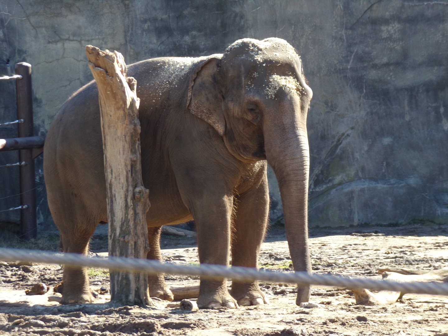 Asian Elephant, Rudy