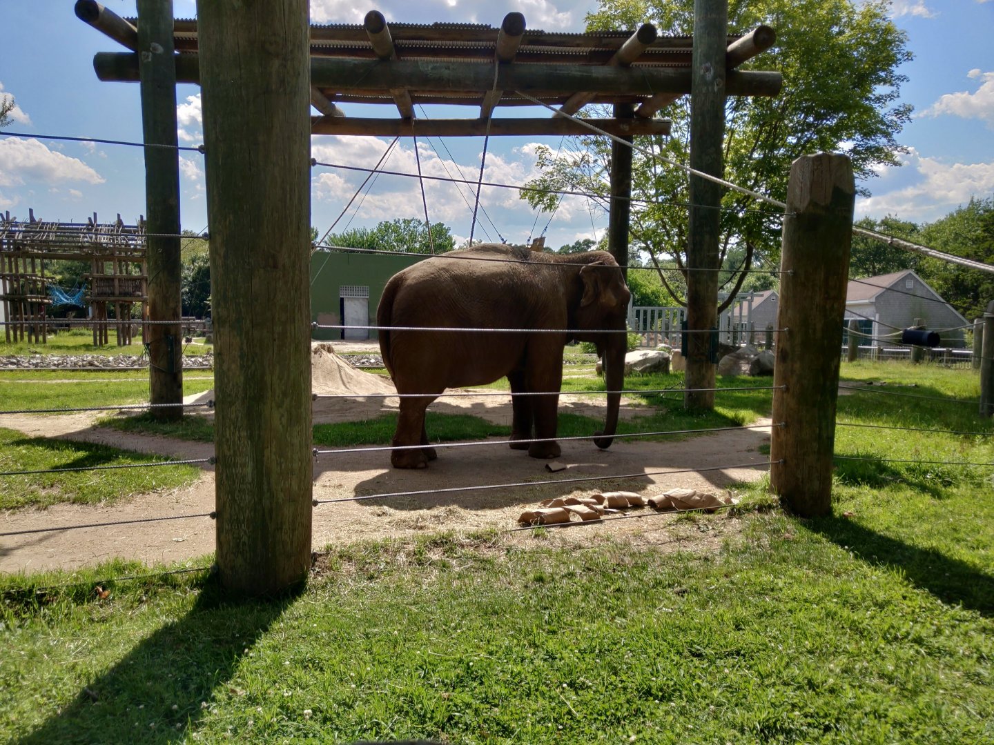 Asian elephant - Ruth