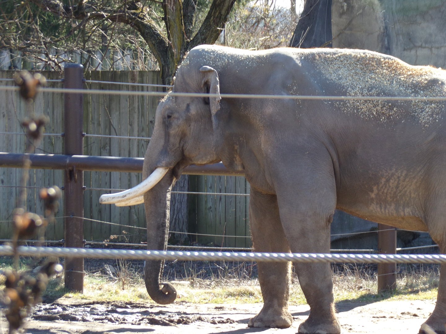 Asian Elephant, Sabu