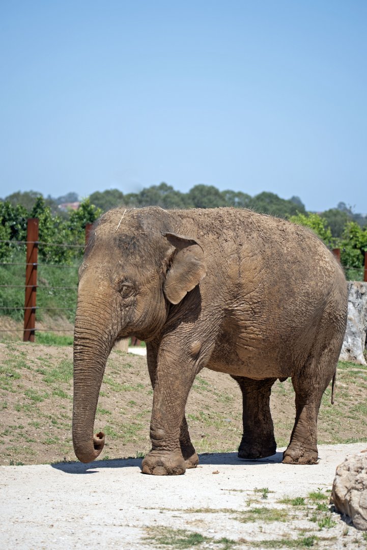 Asian elephant 'Saigon'