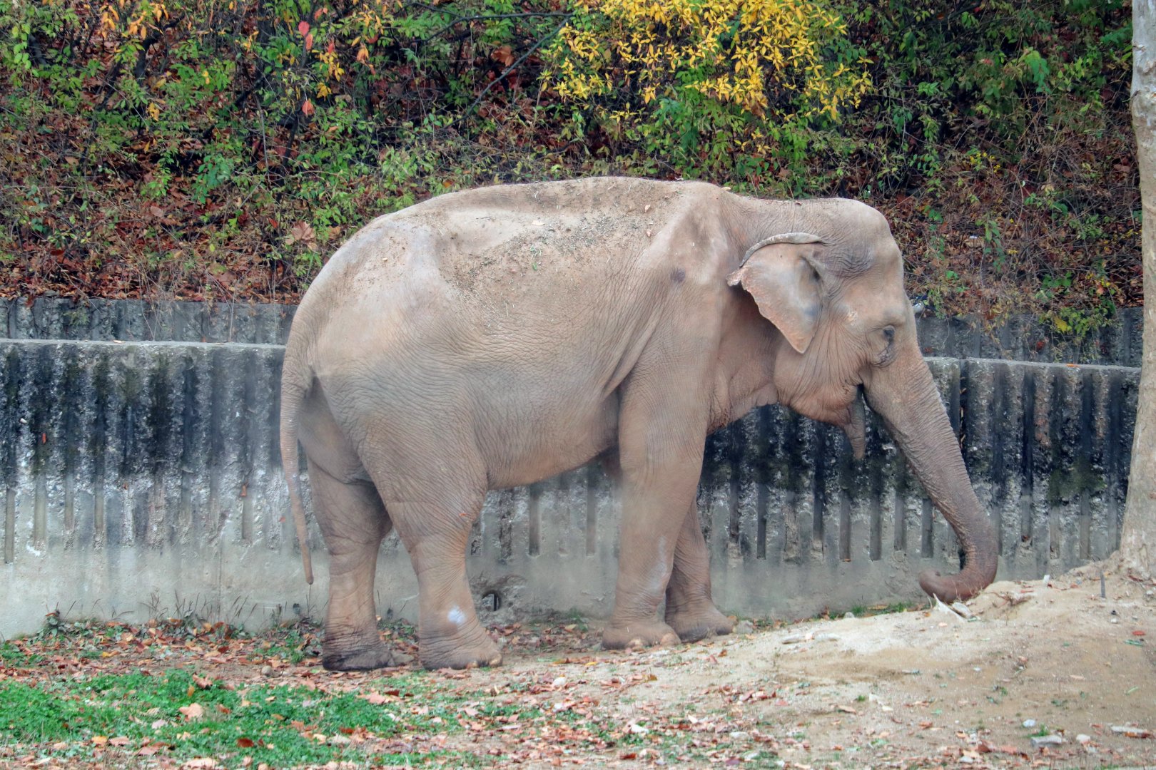 Asian elephant (Sakura)
