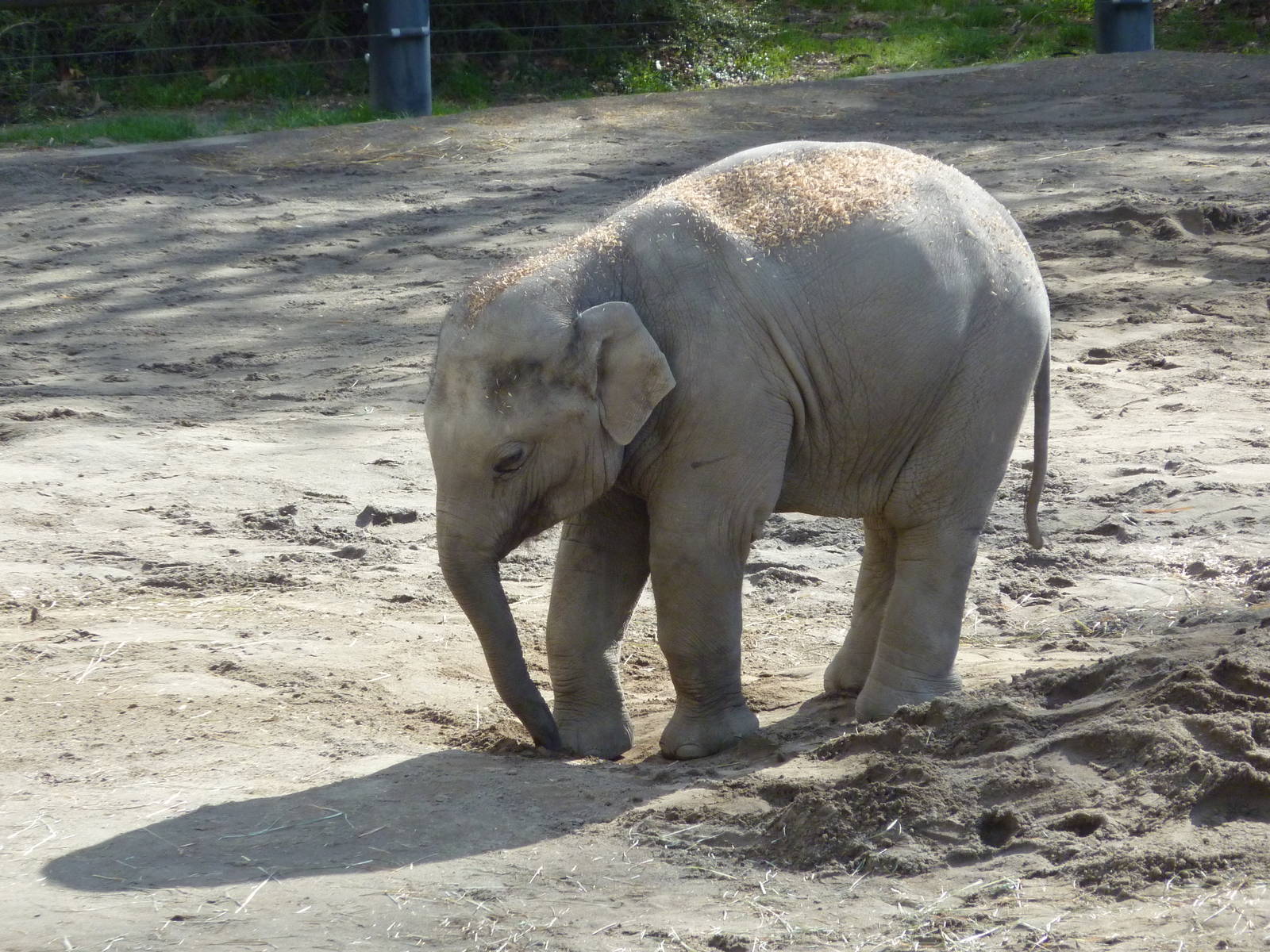 Asian Elephant - Samudra