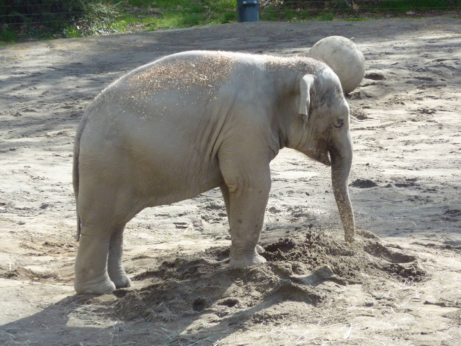 Asian Elephant - Samudra