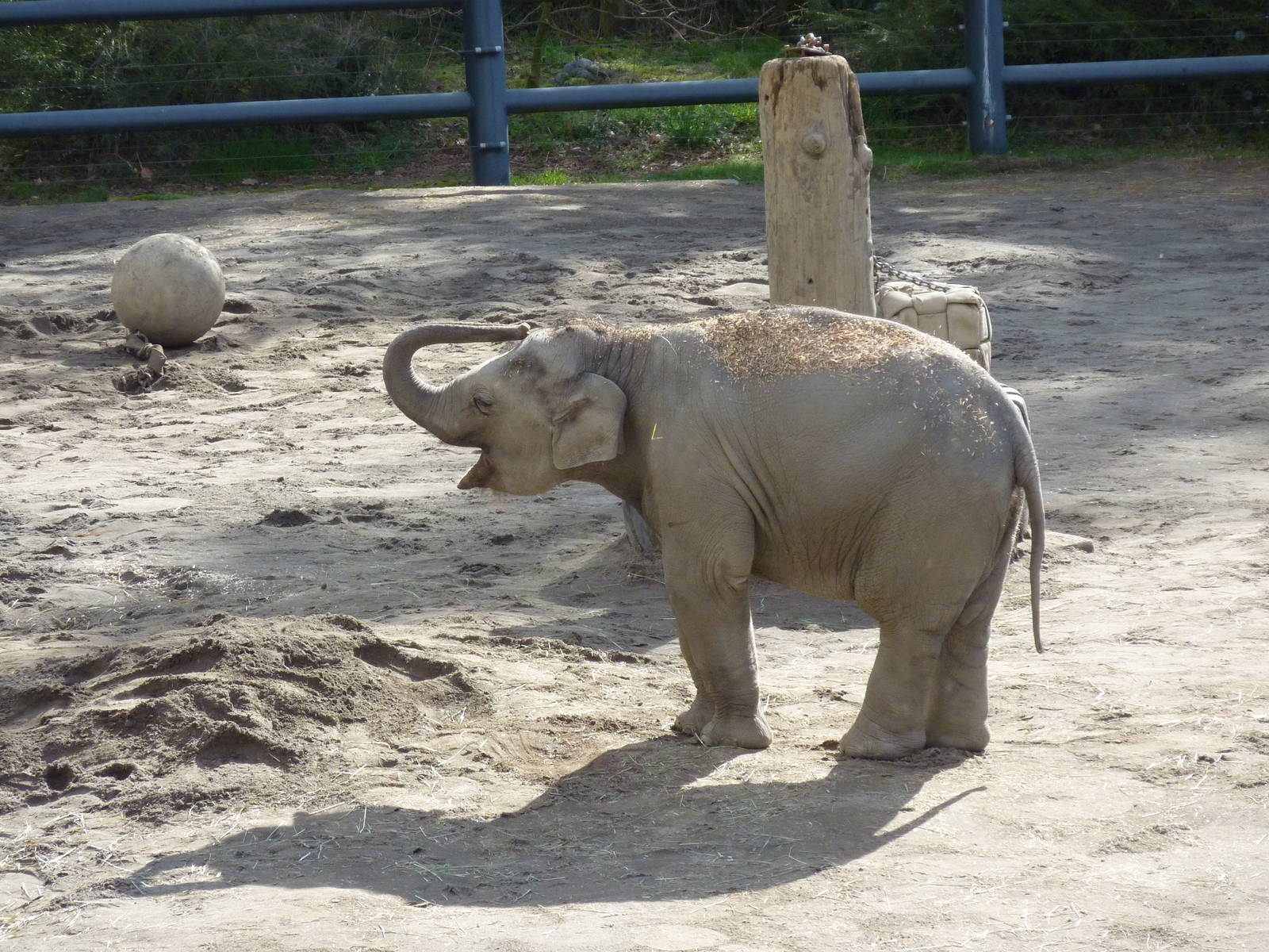 Asian Elephant - Samudra