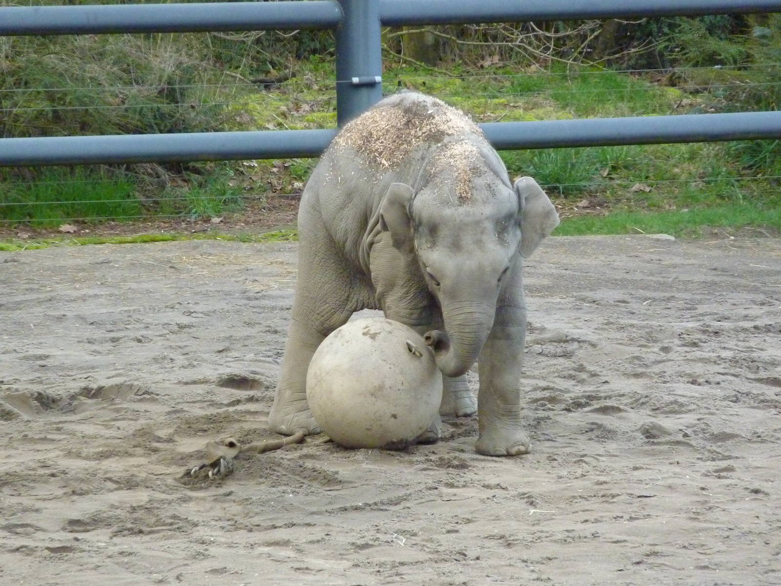 Asian Elephant - Samudra
