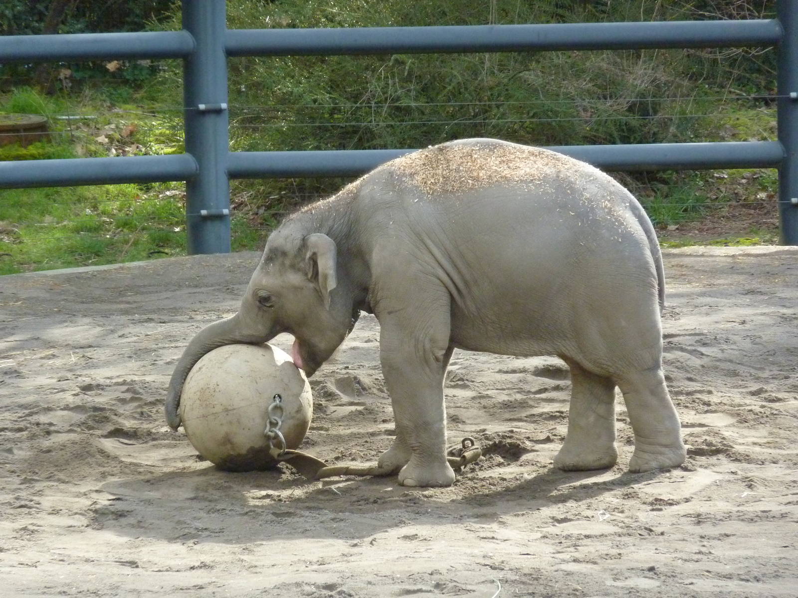 Asian Elephant - Samudra