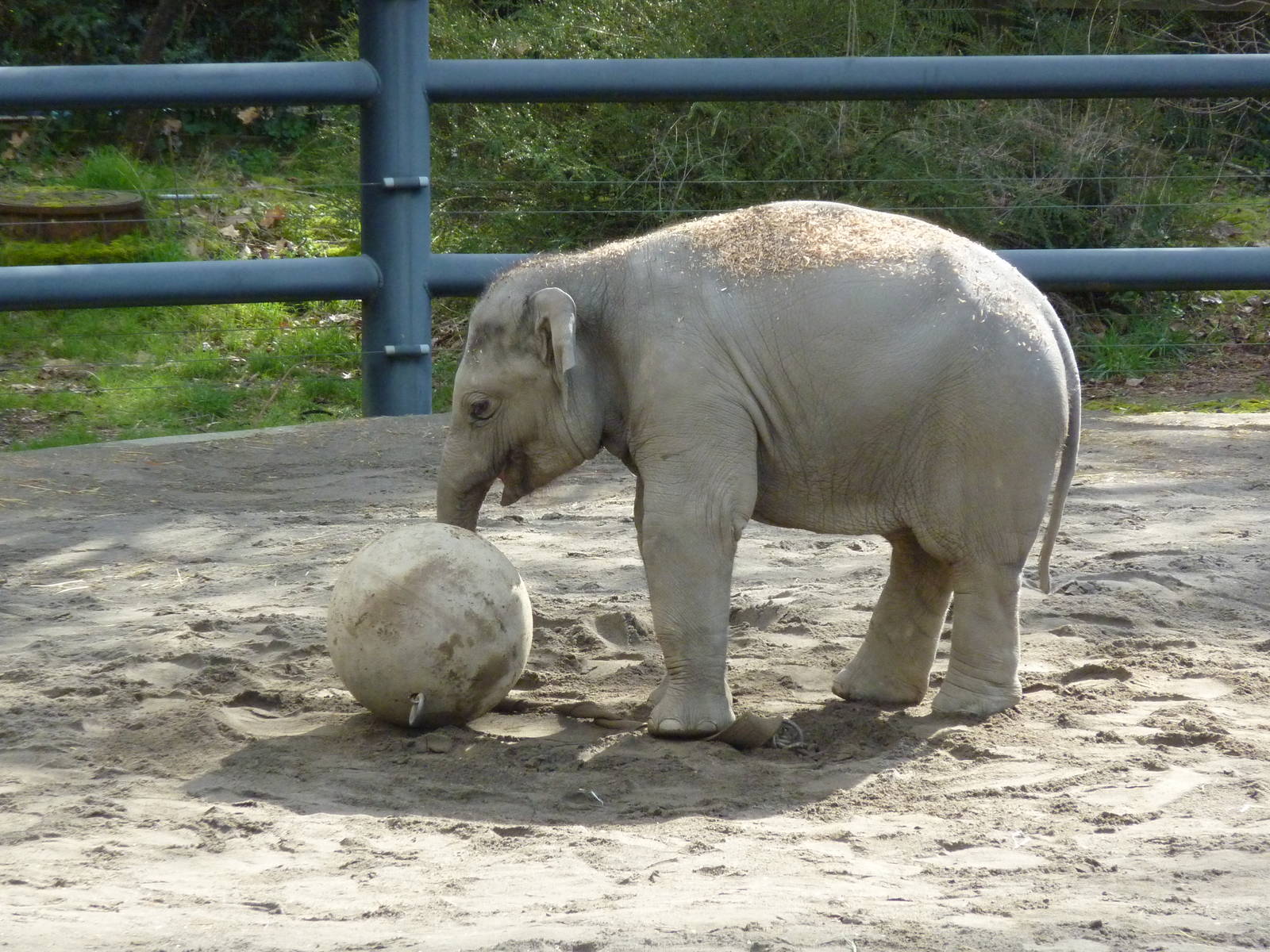 Asian Elephant - Samudra