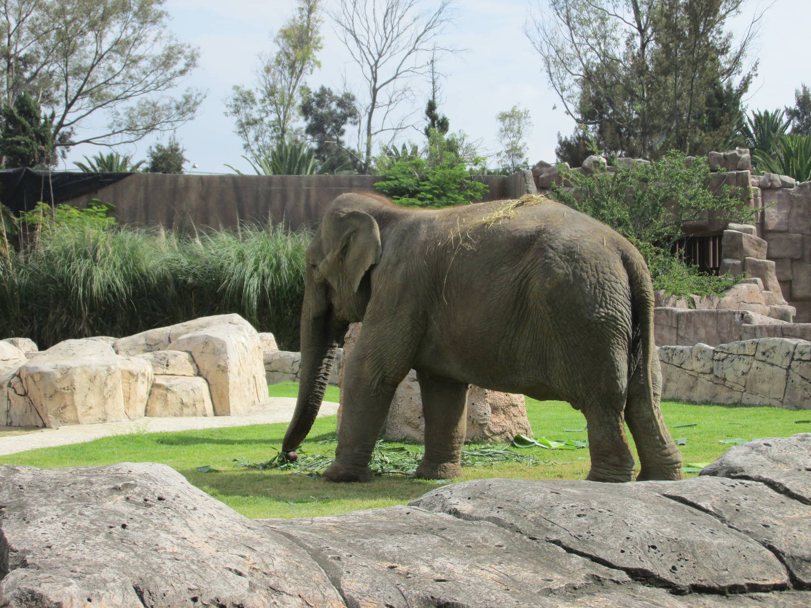 asian elephant san juan de aragon zoo