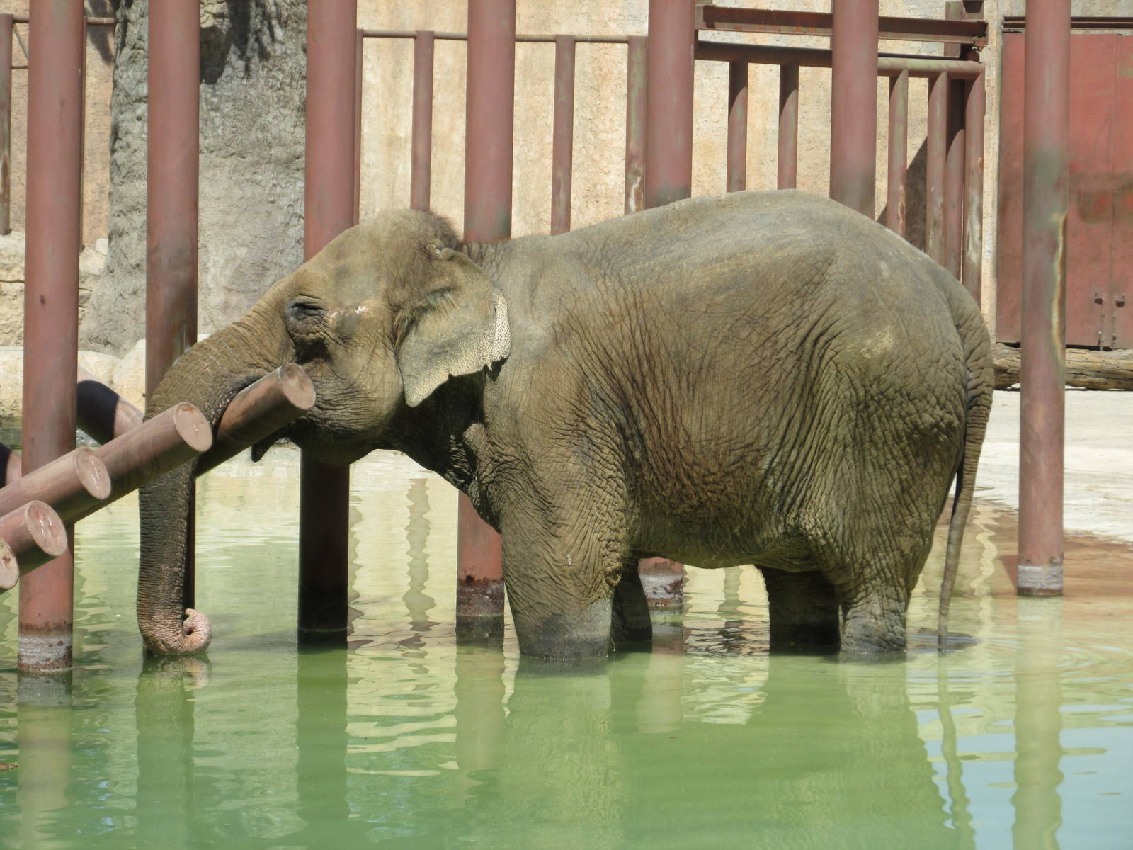 asian elephant san juan de aragon zoo