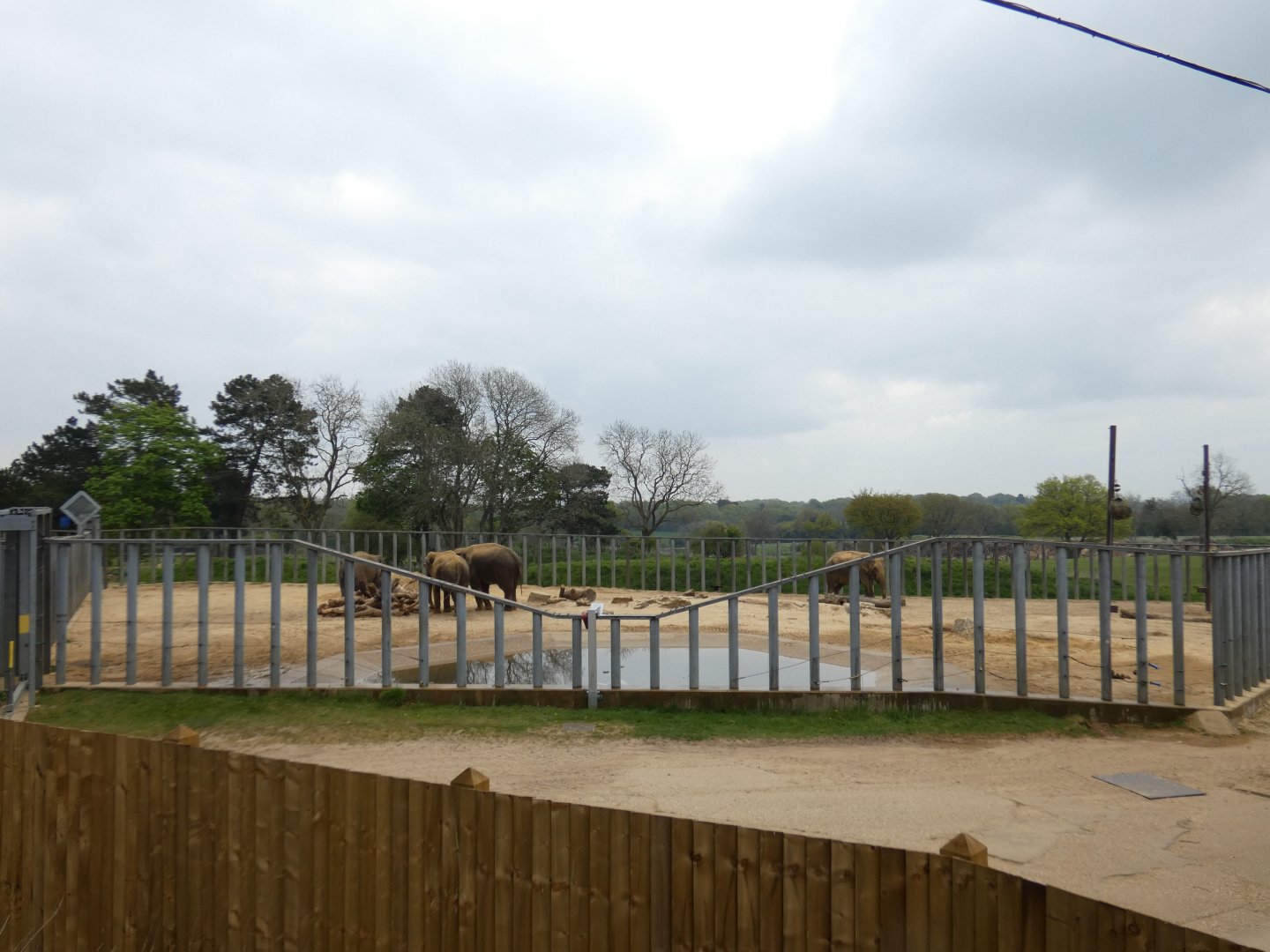Asian elephant sand paddock