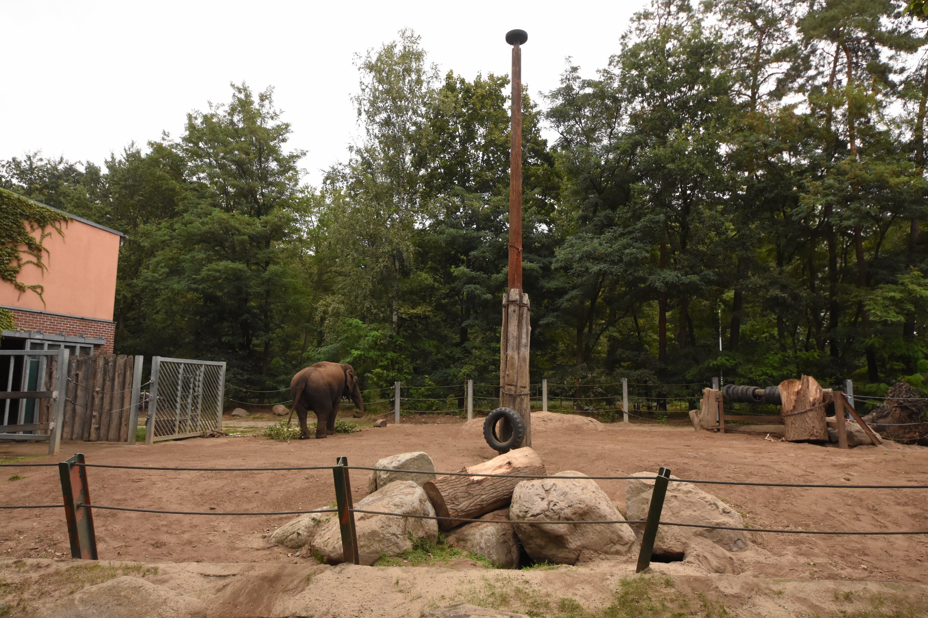 Asian elephant separation paddock