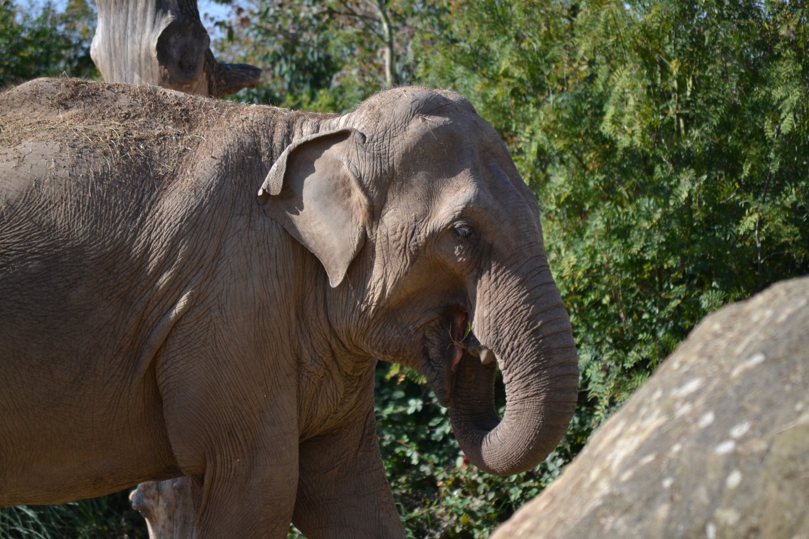 Asian Elephant - September 2015