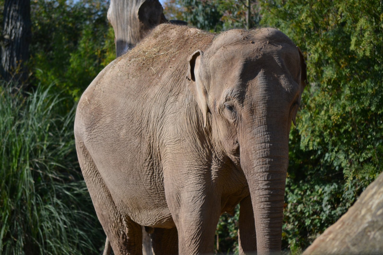 Asian Elephant - September 2015