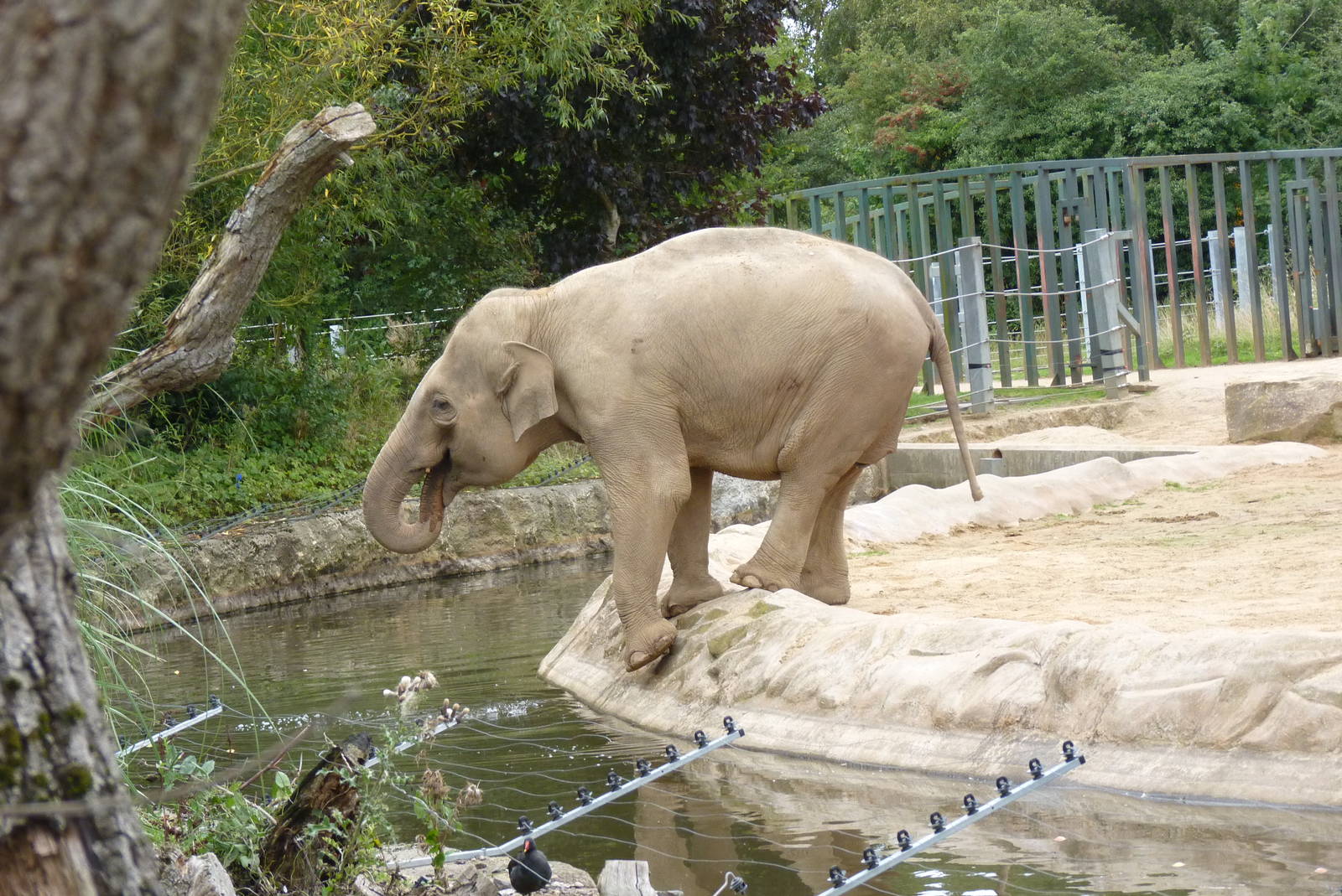 Asian Elephant, September 2016