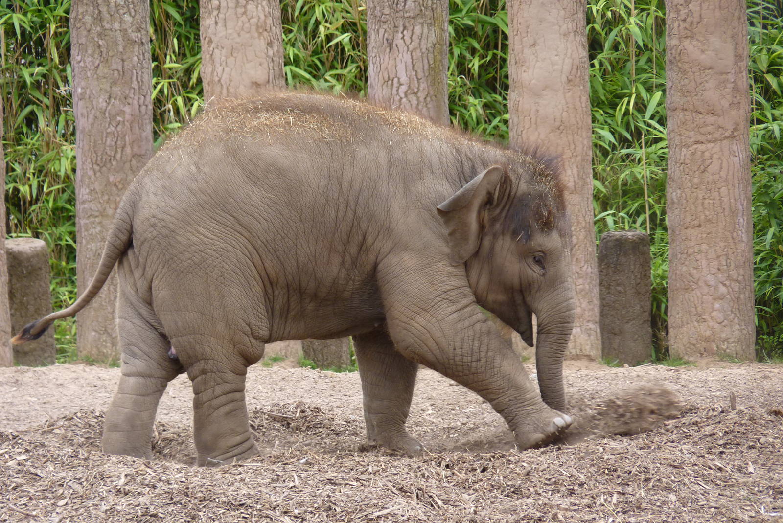 Asian Elephant, September 2016
