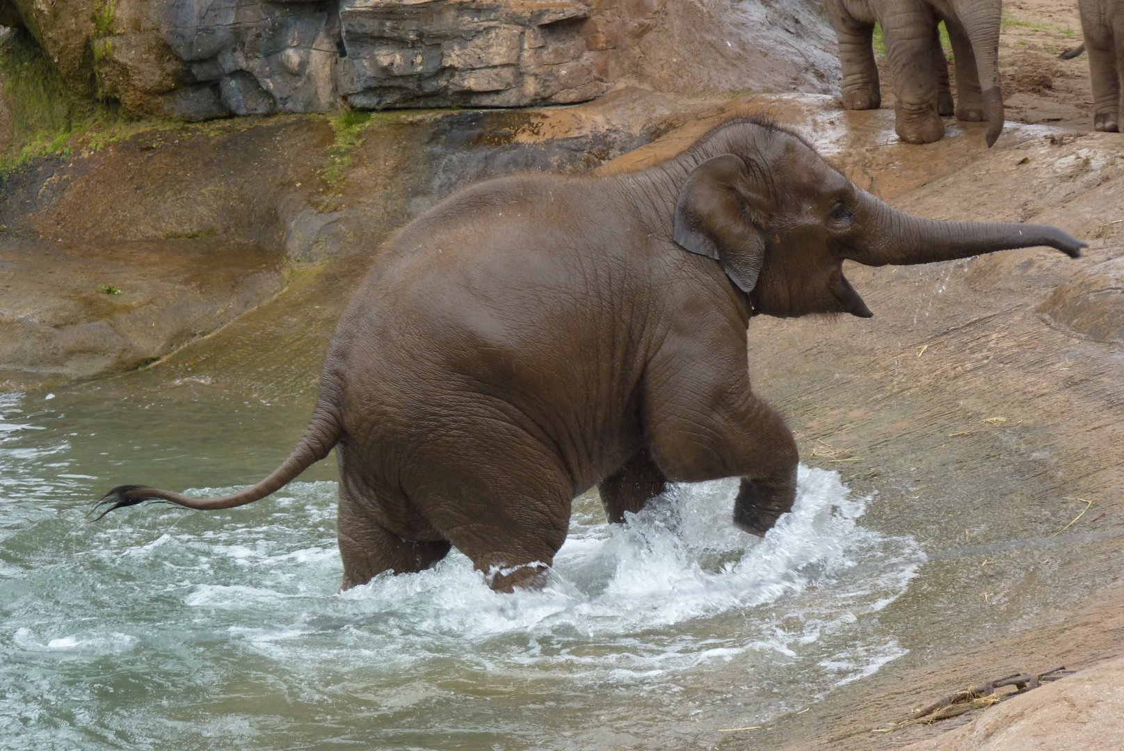 Asian Elephant, September 2017