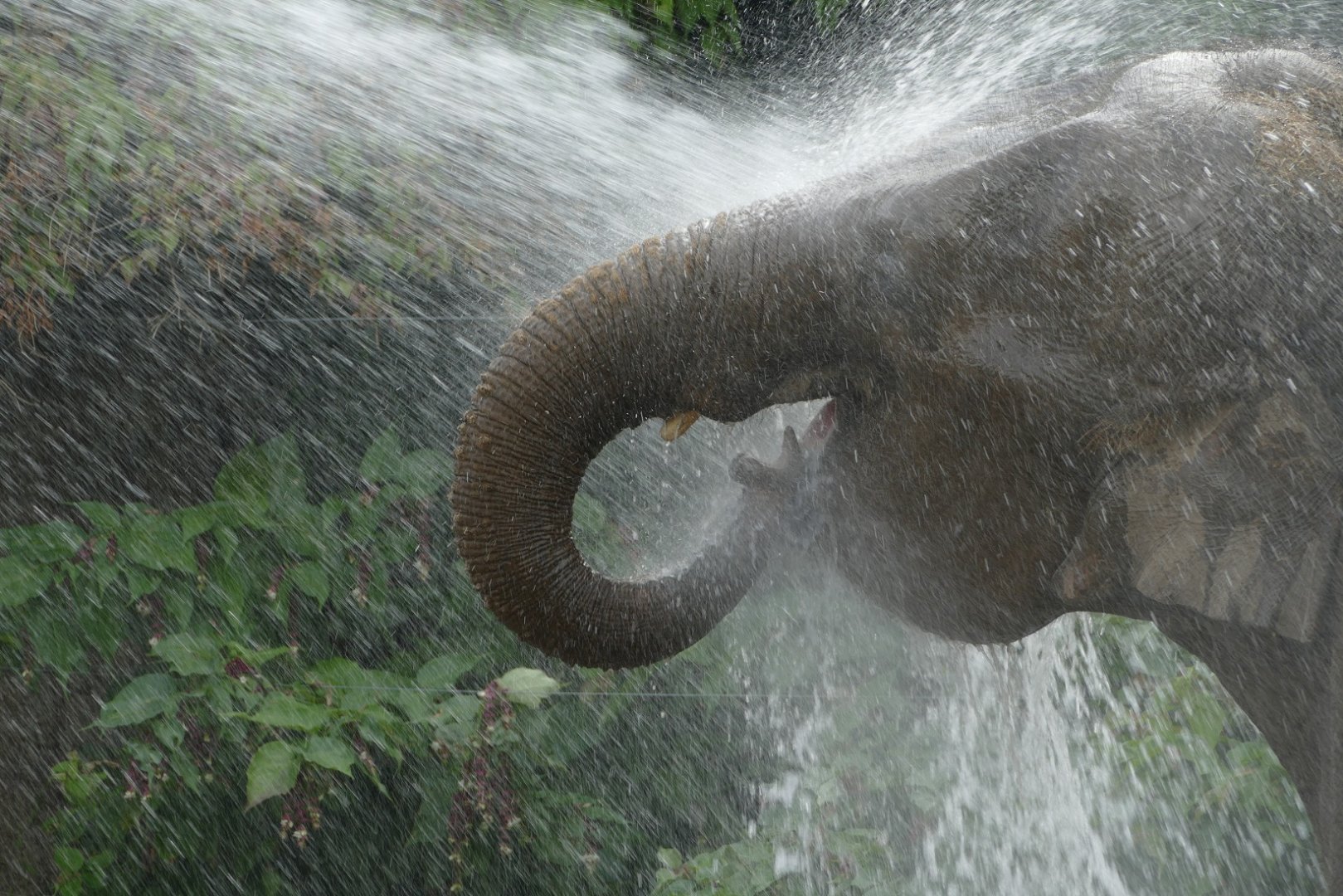 Asian elephant, September 2018