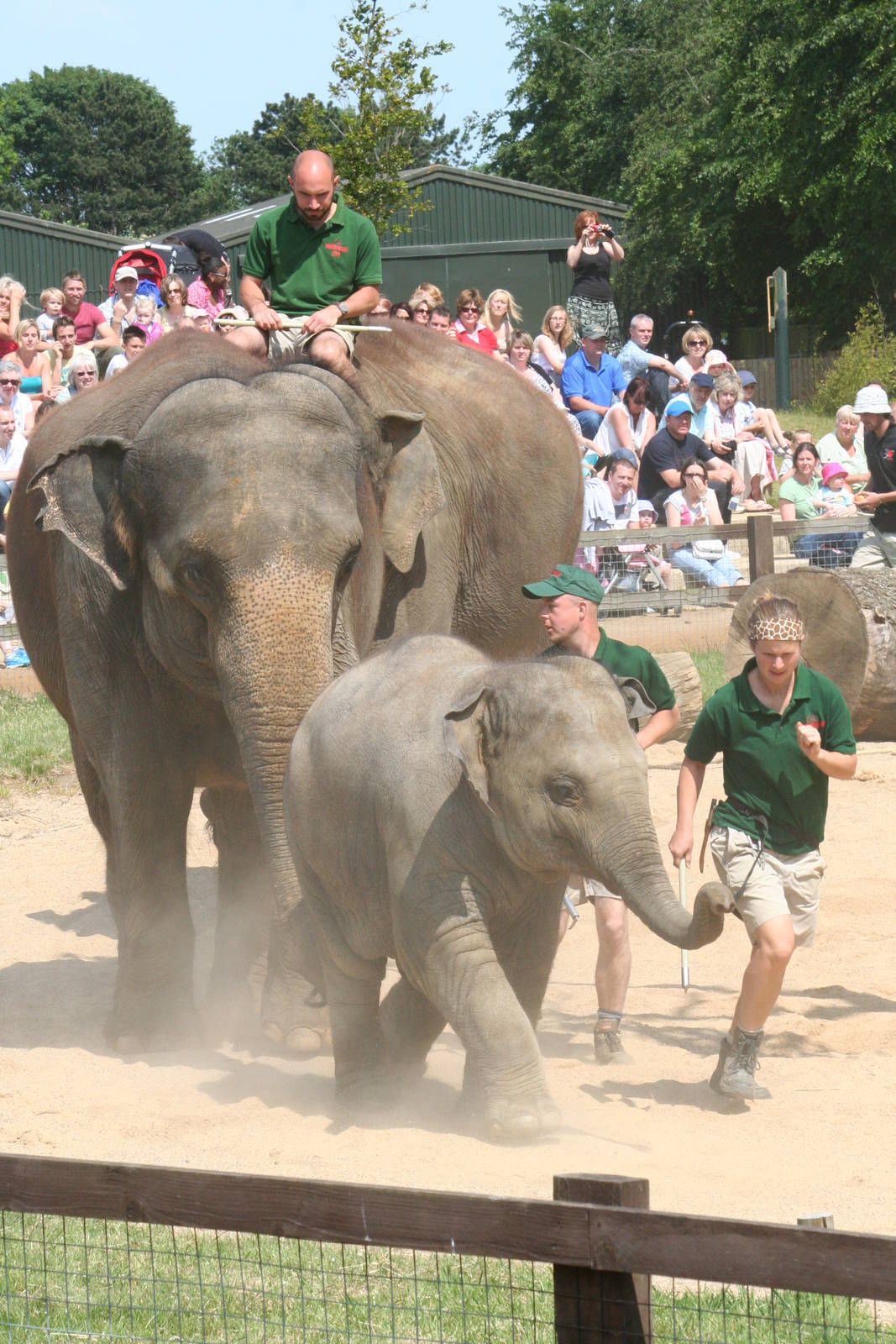 Asian elephant show