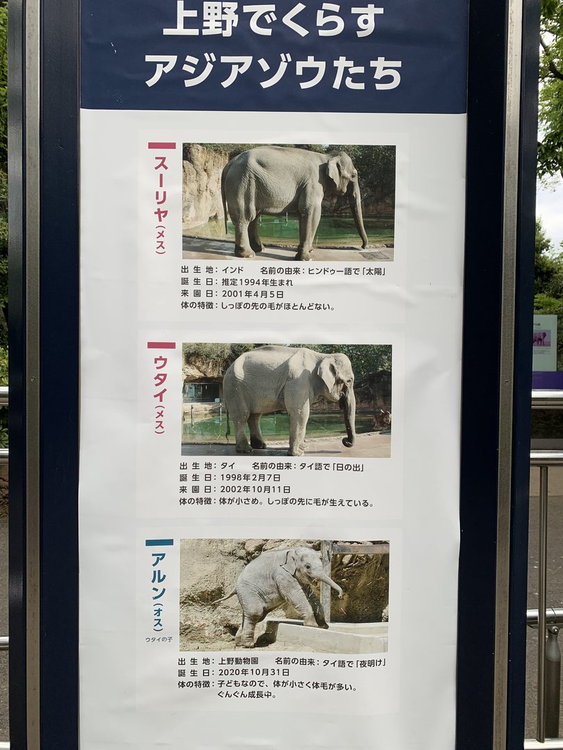 Asian Elephant Sign