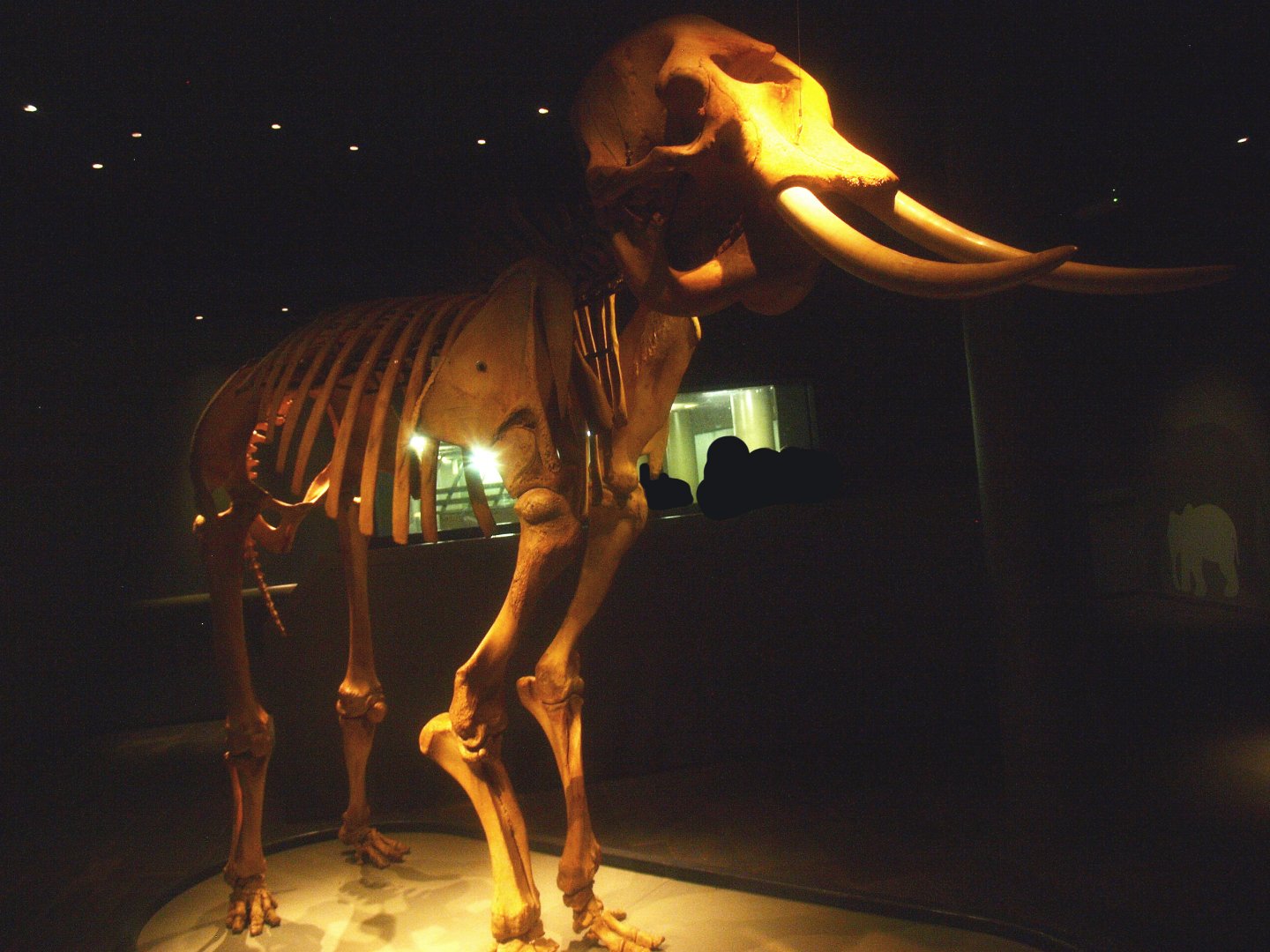 Asian elephant skeleton and viewing window into underground elephant stables in the basement of the Asia House, 2015-07-19