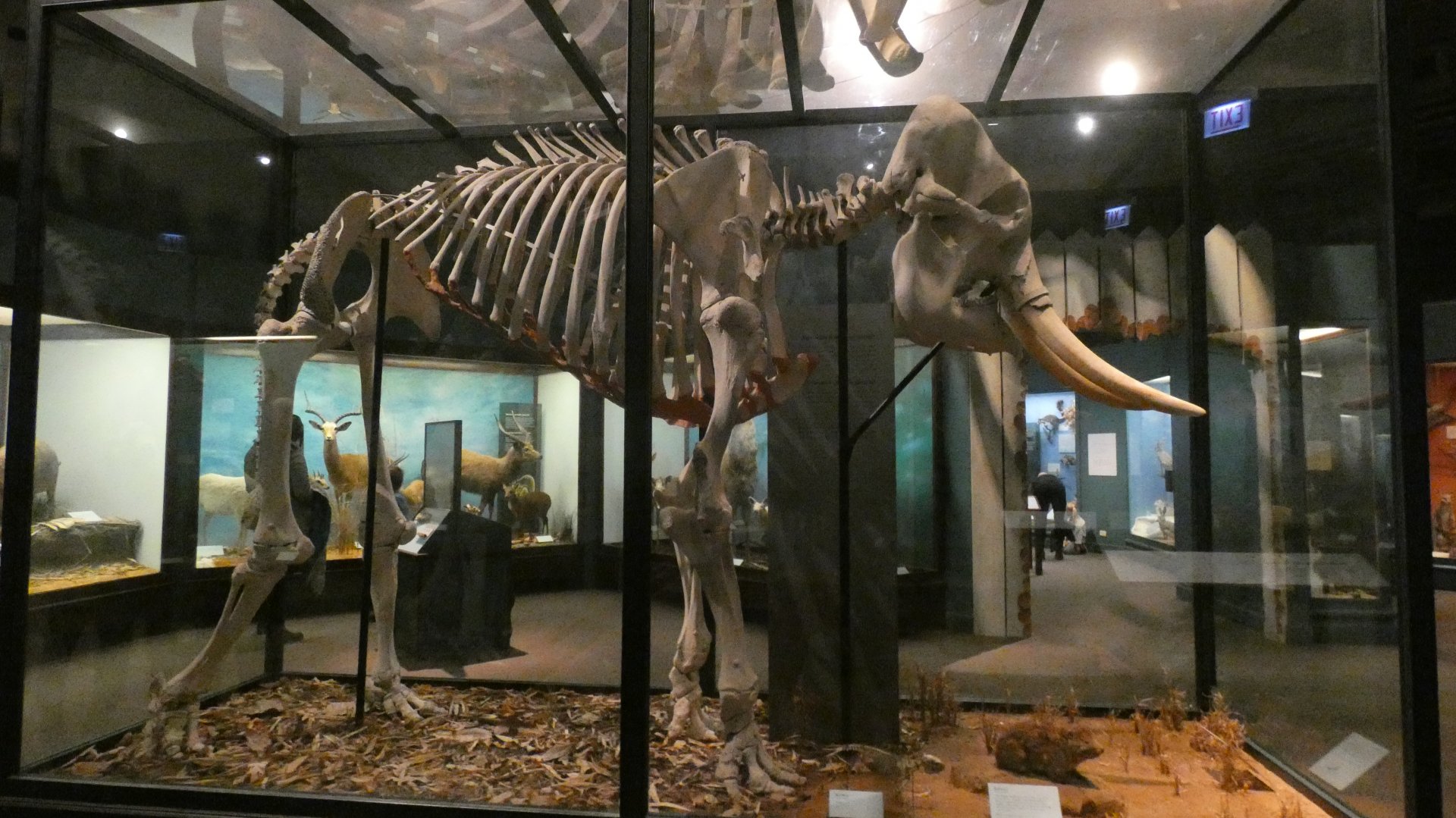Asian Elephant Skeleton, Animal Groups - Feb. 2022
