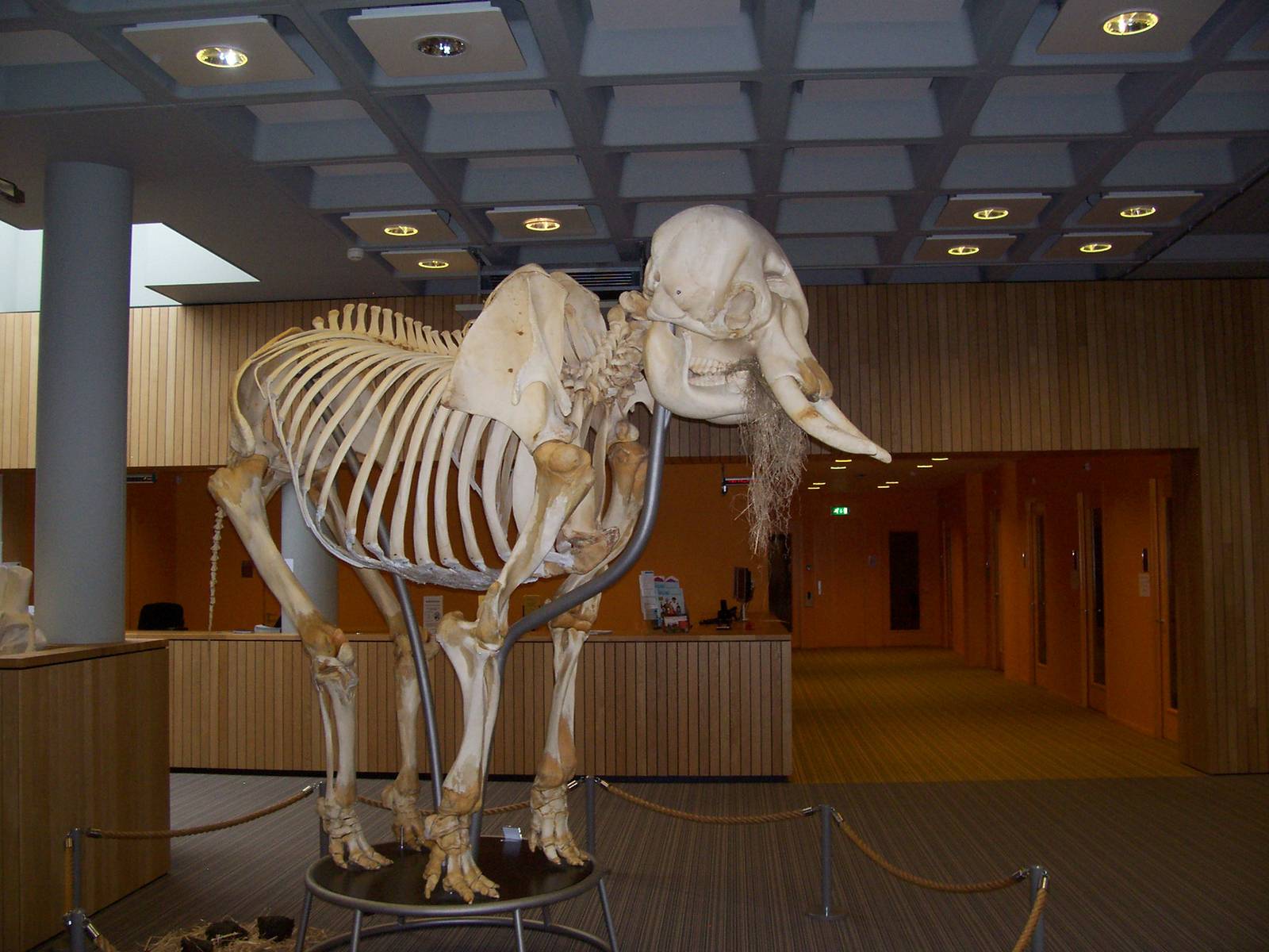 Asian Elephant skeleton