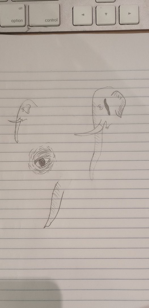 Asian elephant sketches