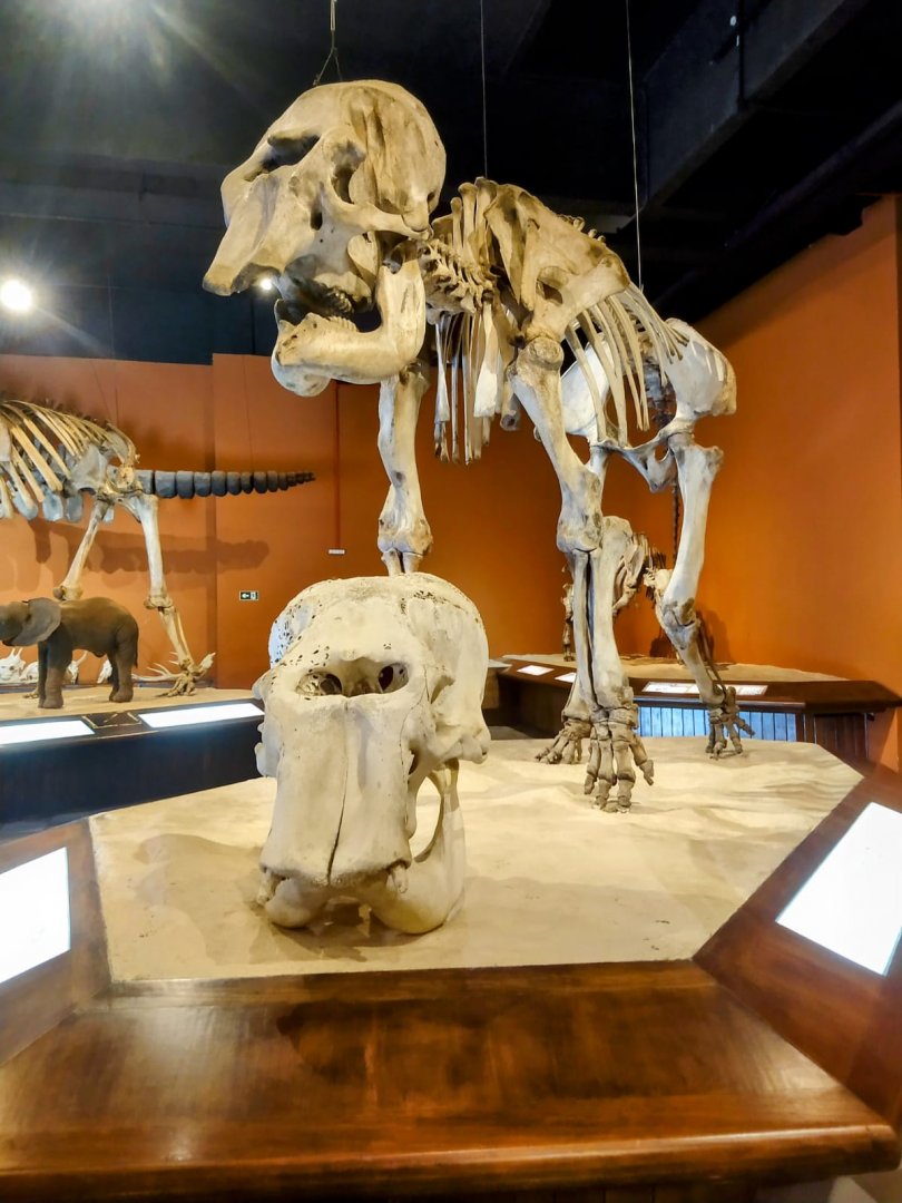Asian elephant skull and skeleton - PUC Minas's Natural Science Museum